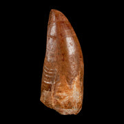 2.5" Carcharodontosaurus Serrated Fossil Tooth Cretaceous Theropod Dinosaur COA, Display
