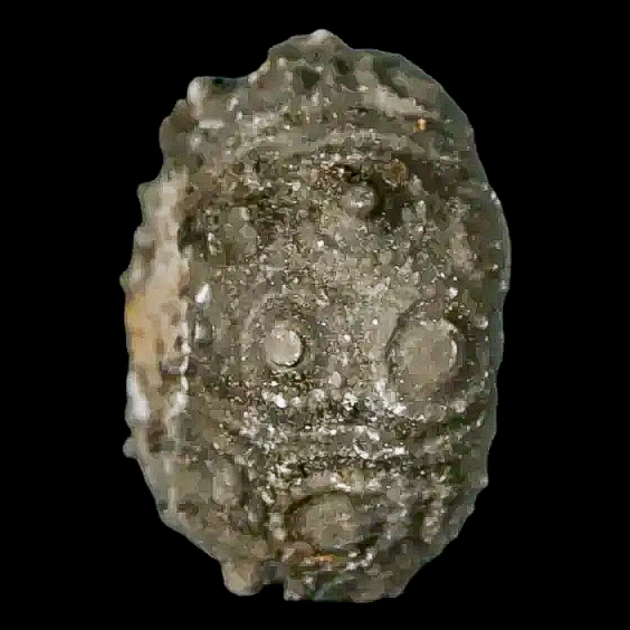 28MM Detailed Fossil Conopygus Sea Urchin Echinoid Cretaceous Morocco - Fossil Age Minerals