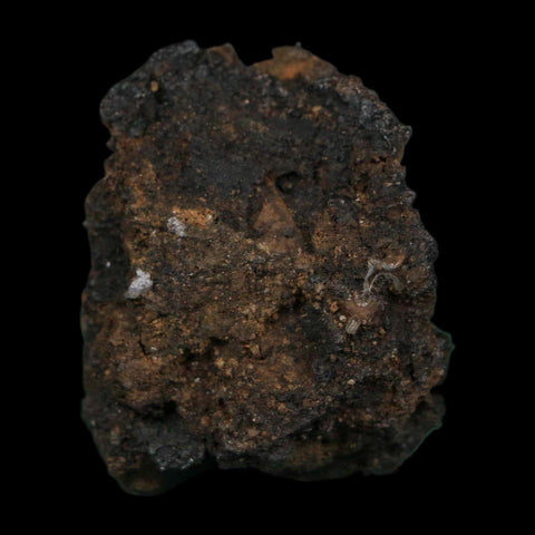 0.4" Fossil Tropisternus Sp Beetle Encapsulated In Solidified Tar Pleistocene Age - Fossil Age Minerals