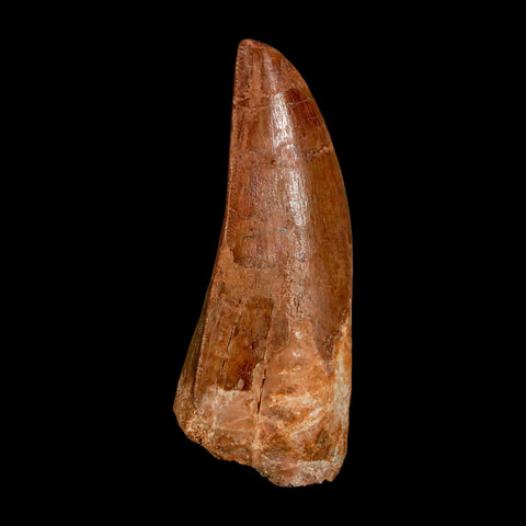 2.5" Carcharodontosaurus Serrated Fossil Tooth Cretaceous Theropod Dinosaur COA, Display - Fossil Age Minerals