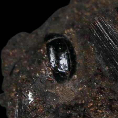 0.3" Fossil Tropisternus Sp Beetle And Twig Encapsulated In Solidified Tar Pleistocene Age