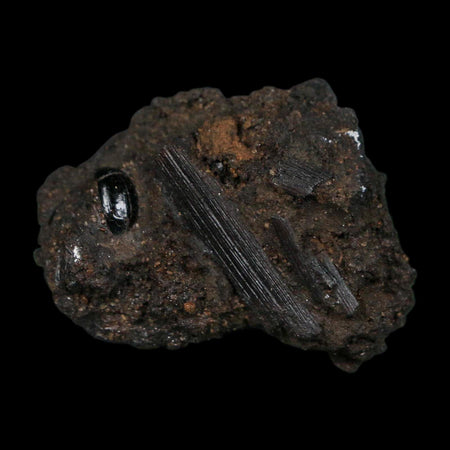 0.3" Fossil Tropisternus Sp Beetle And Twig Encapsulated In Solidified Tar Pleistocene Age