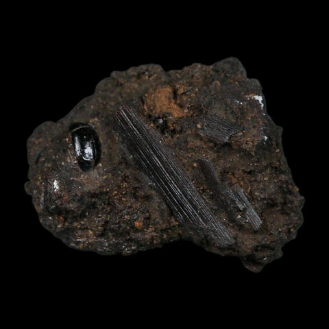 0.3" Fossil Tropisternus Sp Beetle And Twig Encapsulated In Solidified Tar Pleistocene Age - Fossil Age Minerals