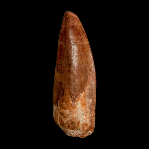 2.5" Carcharodontosaurus Serrated Fossil Tooth Cretaceous Theropod Dinosaur COA, Display - Fossil Age Minerals