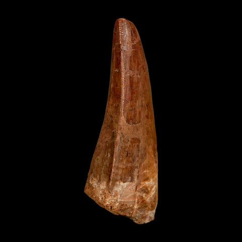 2.5" Carcharodontosaurus Serrated Fossil Tooth Cretaceous Theropod Dinosaur COA, Display - Fossil Age Minerals