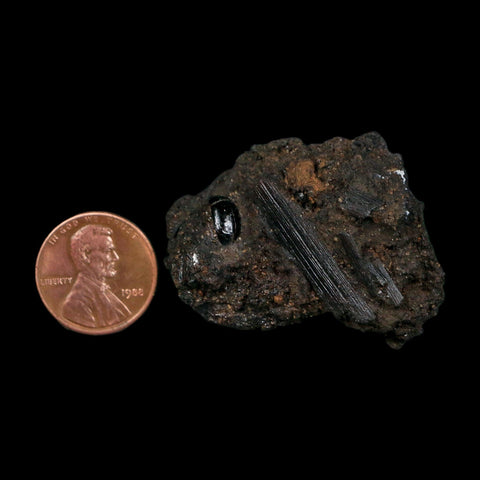 0.3" Fossil Tropisternus Sp Beetle And Twig Encapsulated In Solidified Tar Pleistocene Age - Fossil Age Minerals