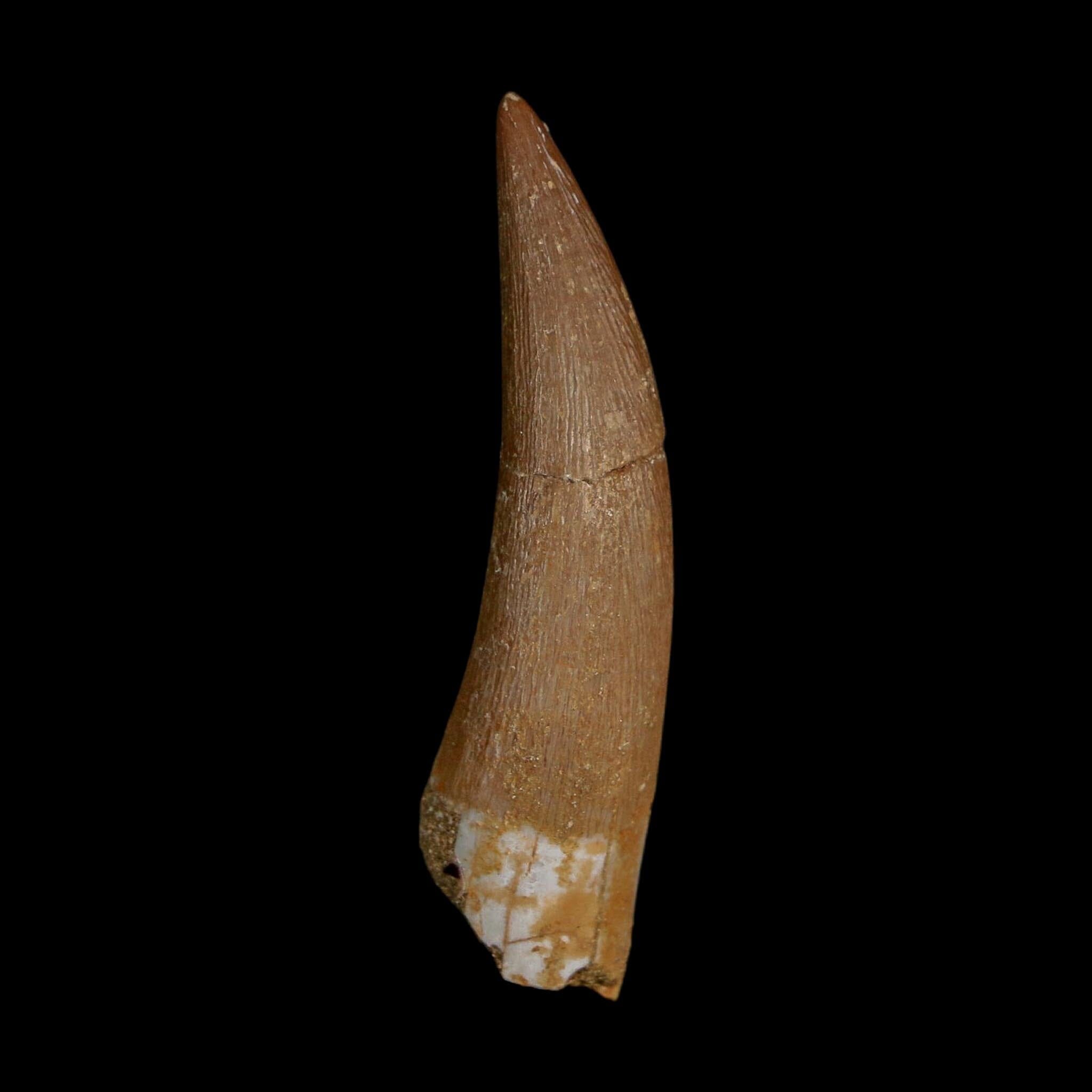 1.9" Plesiosaur Zarafasaura Tooth Fossil Cretaceous Dinosaur Era COA, Stand