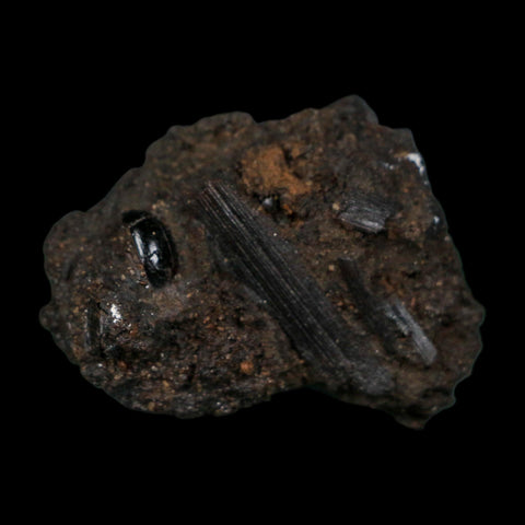0.3" Fossil Tropisternus Sp Beetle And Twig Encapsulated In Solidified Tar Pleistocene Age - Fossil Age Minerals