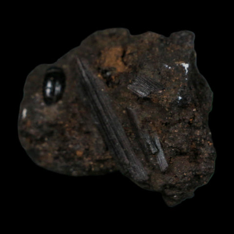 0.3" Fossil Tropisternus Sp Beetle And Twig Encapsulated In Solidified Tar Pleistocene Age - Fossil Age Minerals