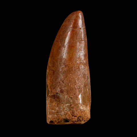 2.5" Carcharodontosaurus Serrated Fossil Tooth Cretaceous Theropod Dinosaur COA, Display - Fossil Age Minerals