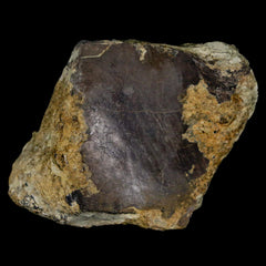 Stegosaurus Fossil Collection