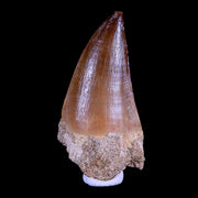 2.1" Mosasaur Prognathodon Fossil Tooth Cretaceous Dinosaur Era COA & Stand