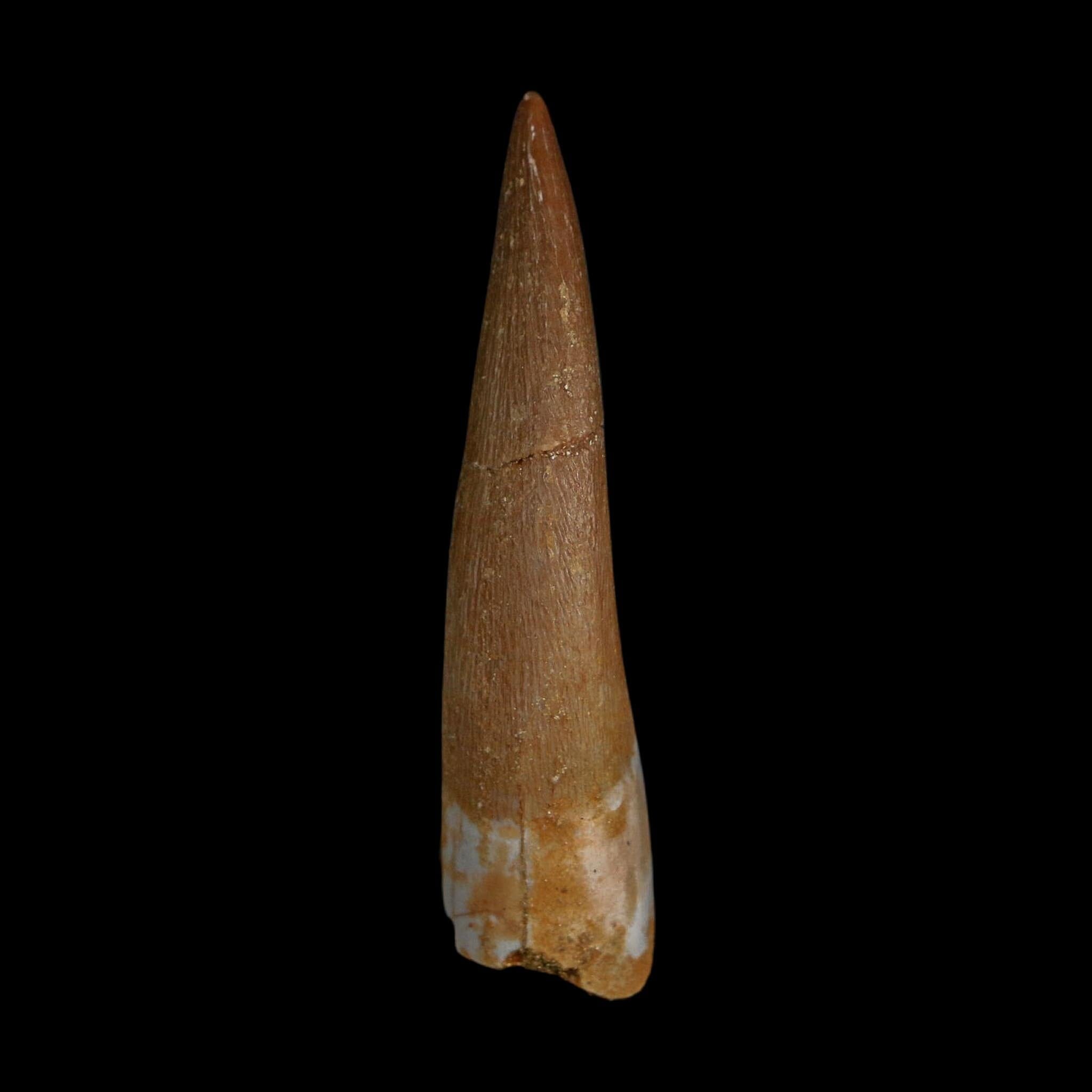 1.9" Plesiosaur Zarafasaura Tooth Fossil Cretaceous Dinosaur Era COA, Stand
