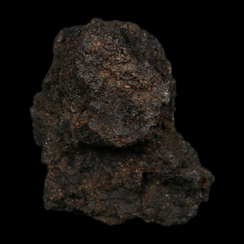 0.3" Fossil Tropisternus Sp Beetle And Twig Encapsulated In Solidified Tar Pleistocene Age - Fossil Age Minerals