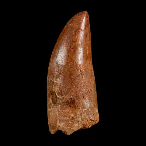 2.5" Carcharodontosaurus Serrated Fossil Tooth Cretaceous Theropod Dinosaur COA, Display - Fossil Age Minerals