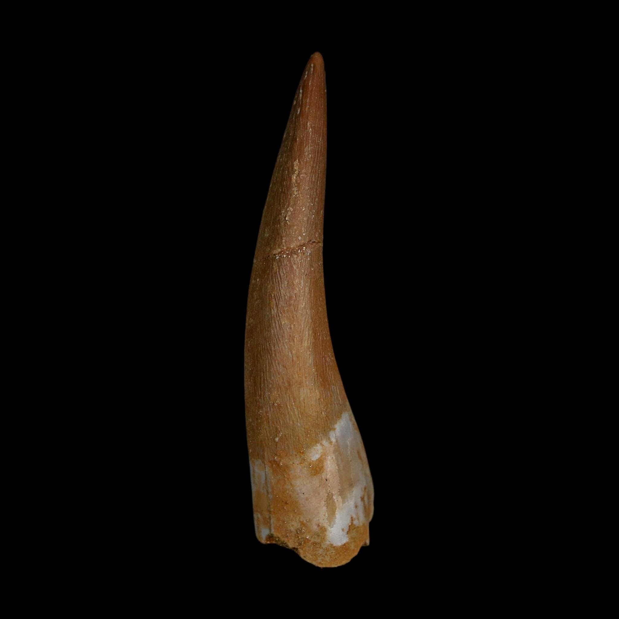 1.9" Plesiosaur Zarafasaura Tooth Fossil Cretaceous Dinosaur Era COA, Stand