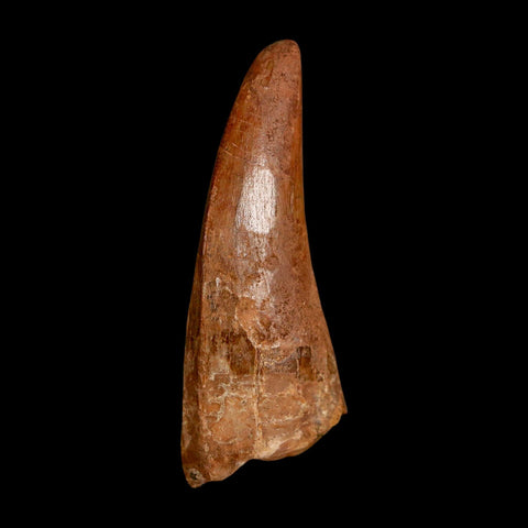 2.5" Carcharodontosaurus Serrated Fossil Tooth Cretaceous Theropod Dinosaur COA, Display - Fossil Age Minerals