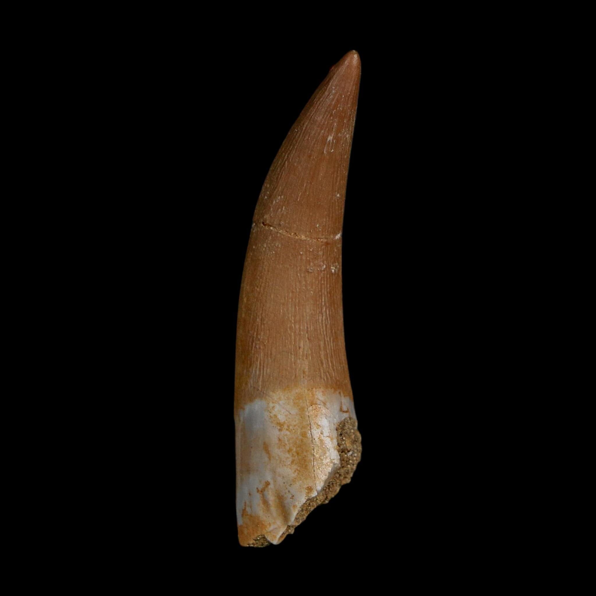 1.9" Plesiosaur Zarafasaura Tooth Fossil Cretaceous Dinosaur Era COA, Stand