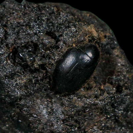 0.4" Fossil Tropisternus Sp Beetle Encapsulated In Solidified Tar Pleistocene Age