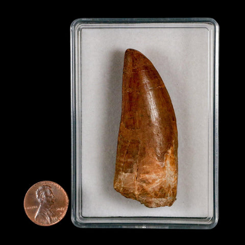 2.5" Carcharodontosaurus Serrated Fossil Tooth Cretaceous Theropod Dinosaur COA, Display - Fossil Age Minerals