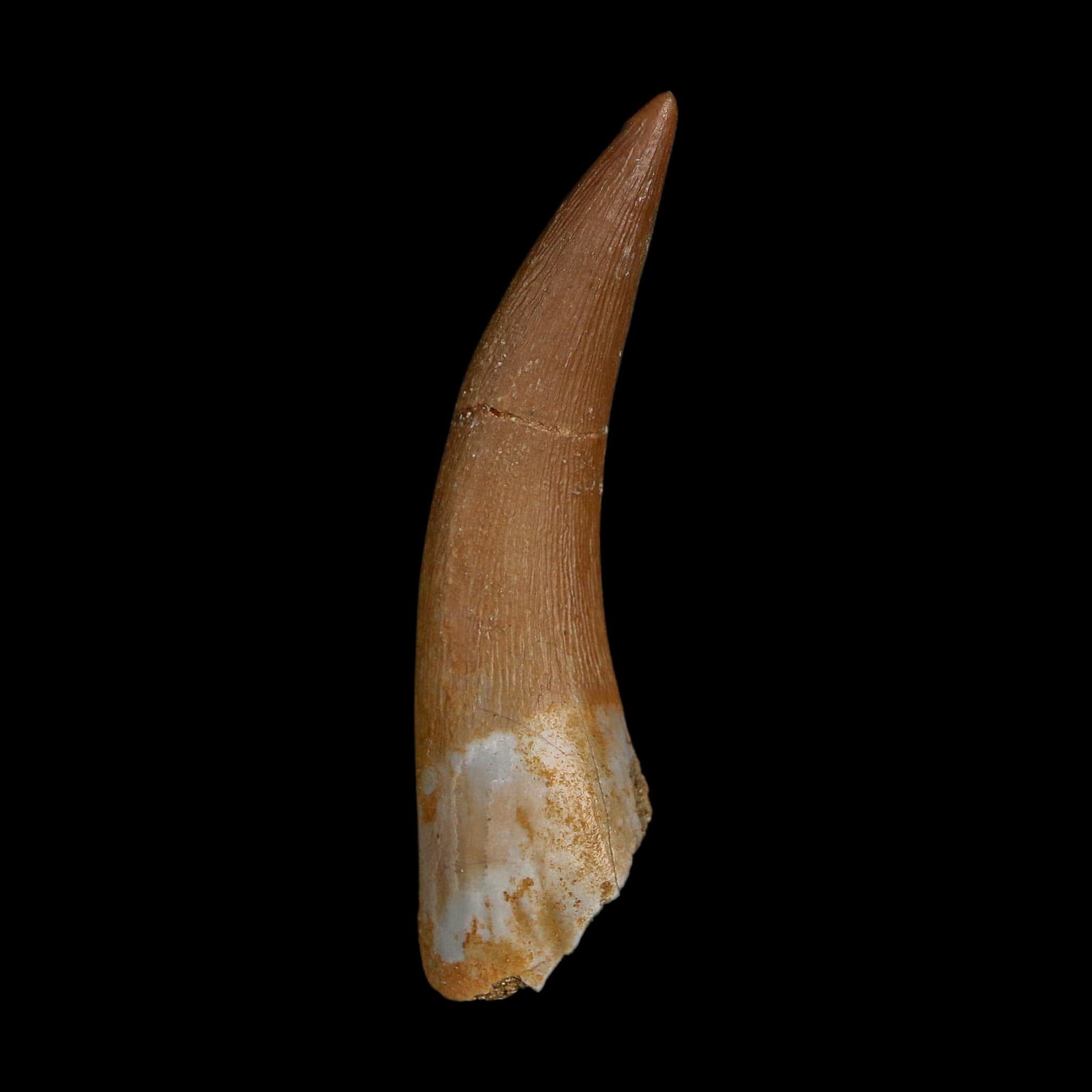 1.9" Plesiosaur Zarafasaura Tooth Fossil Cretaceous Dinosaur Era COA, Stand