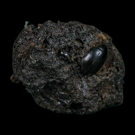 0.4" Fossil Tropisternus Sp Beetle Encapsulated In Solidified Tar Pleistocene Age