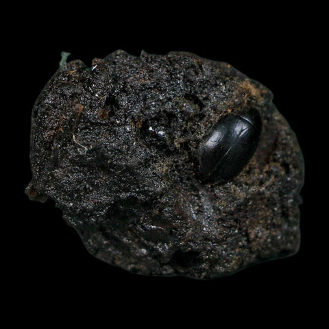 0.4" Fossil Tropisternus Sp Beetle Encapsulated In Solidified Tar Pleistocene Age - Fossil Age Minerals