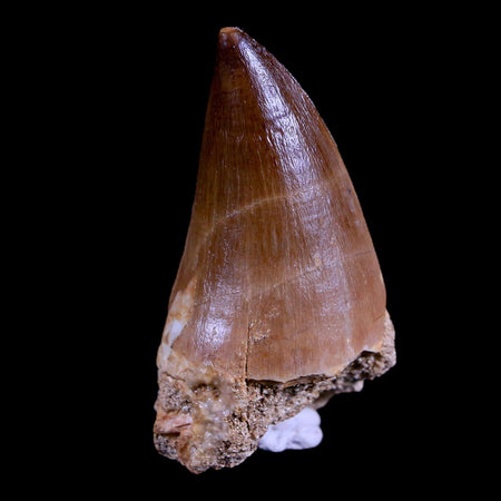 2.1" Mosasaur Prognathodon Fossil Tooth Cretaceous Dinosaur Era COA & Stand