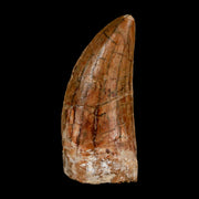 2.2" Carcharodontosaurus Serrated Fossil Tooth Cretaceous Theropod Dinosaur COA, Display