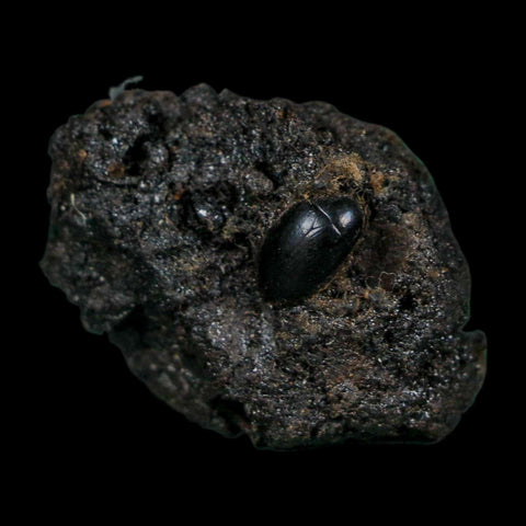 0.4" Fossil Tropisternus Sp Beetle Encapsulated In Solidified Tar Pleistocene Age - Fossil Age Minerals