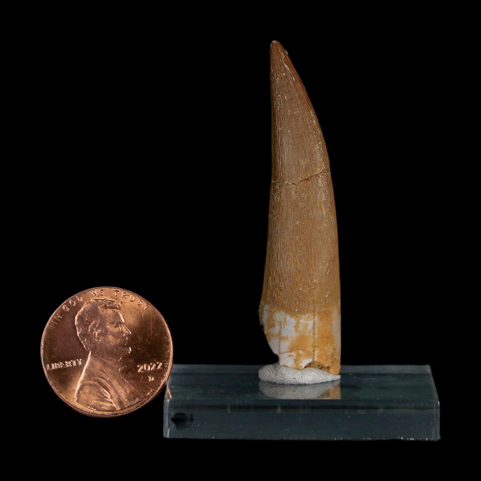 1.9" Plesiosaur Zarafasaura Tooth Fossil Cretaceous Dinosaur Era COA, Stand