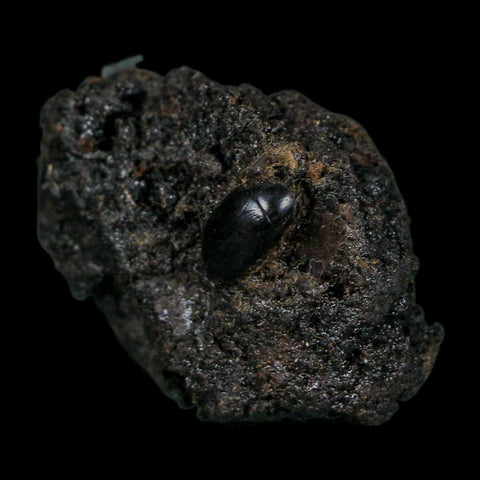0.4" Fossil Tropisternus Sp Beetle Encapsulated In Solidified Tar Pleistocene Age - Fossil Age Minerals