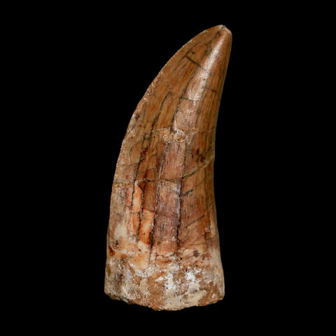 2.2" Carcharodontosaurus Serrated Fossil Tooth Cretaceous Theropod Dinosaur COA, Display - Fossil Age Minerals