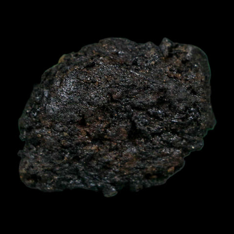 0.4" Fossil Tropisternus Sp Beetle Encapsulated In Solidified Tar Pleistocene Age - Fossil Age Minerals