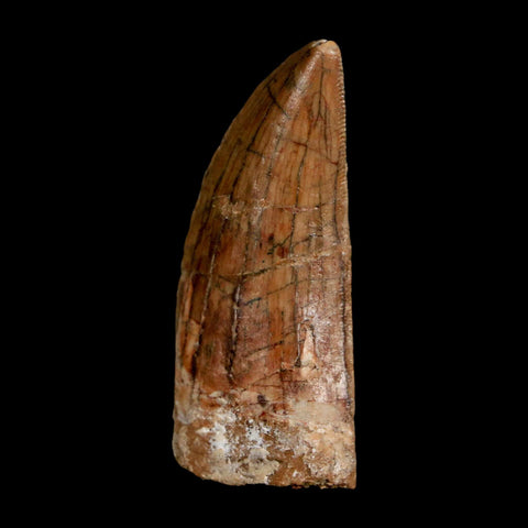 2.2" Carcharodontosaurus Serrated Fossil Tooth Cretaceous Theropod Dinosaur COA, Display - Fossil Age Minerals