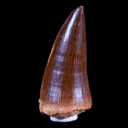 1.8" Mosasaur Prognathodon Fossil Tooth Cretaceous Dinosaur Era COA & Stand