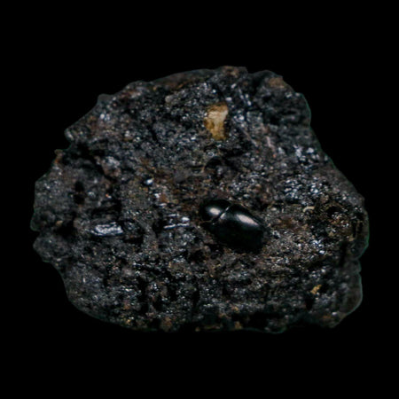 0.3" Fossil Tropisternus Sp Beetle Encapsulated In Solidified Tar Pleistocene Age