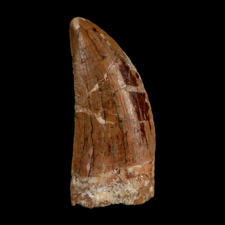 2.2" Carcharodontosaurus Serrated Fossil Tooth Cretaceous Theropod Dinosaur COA, Display