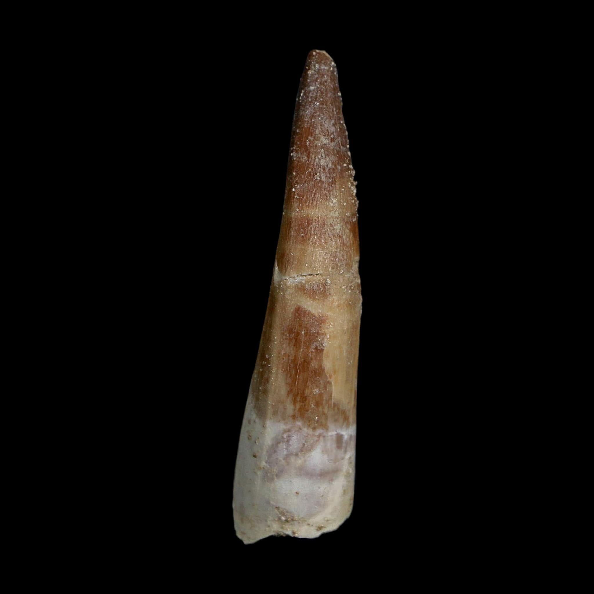 XL 2.1" Plesiosaur Zarafasaura Tooth Fossil Cretaceous Dinosaur Era COA, Stand