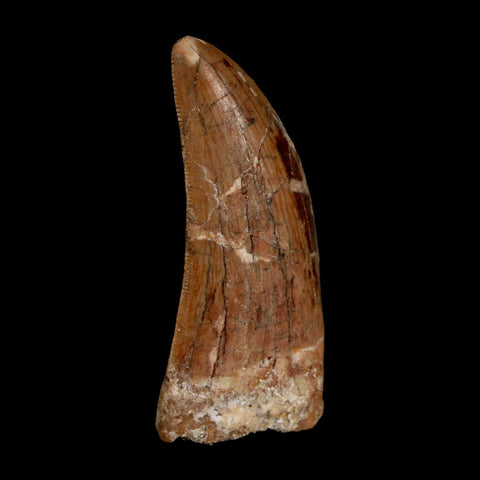 2.2" Carcharodontosaurus Serrated Fossil Tooth Cretaceous Theropod Dinosaur COA, Display - Fossil Age Minerals