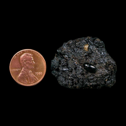 0.3" Fossil Tropisternus Sp Beetle Encapsulated In Solidified Tar Pleistocene Age - Fossil Age Minerals