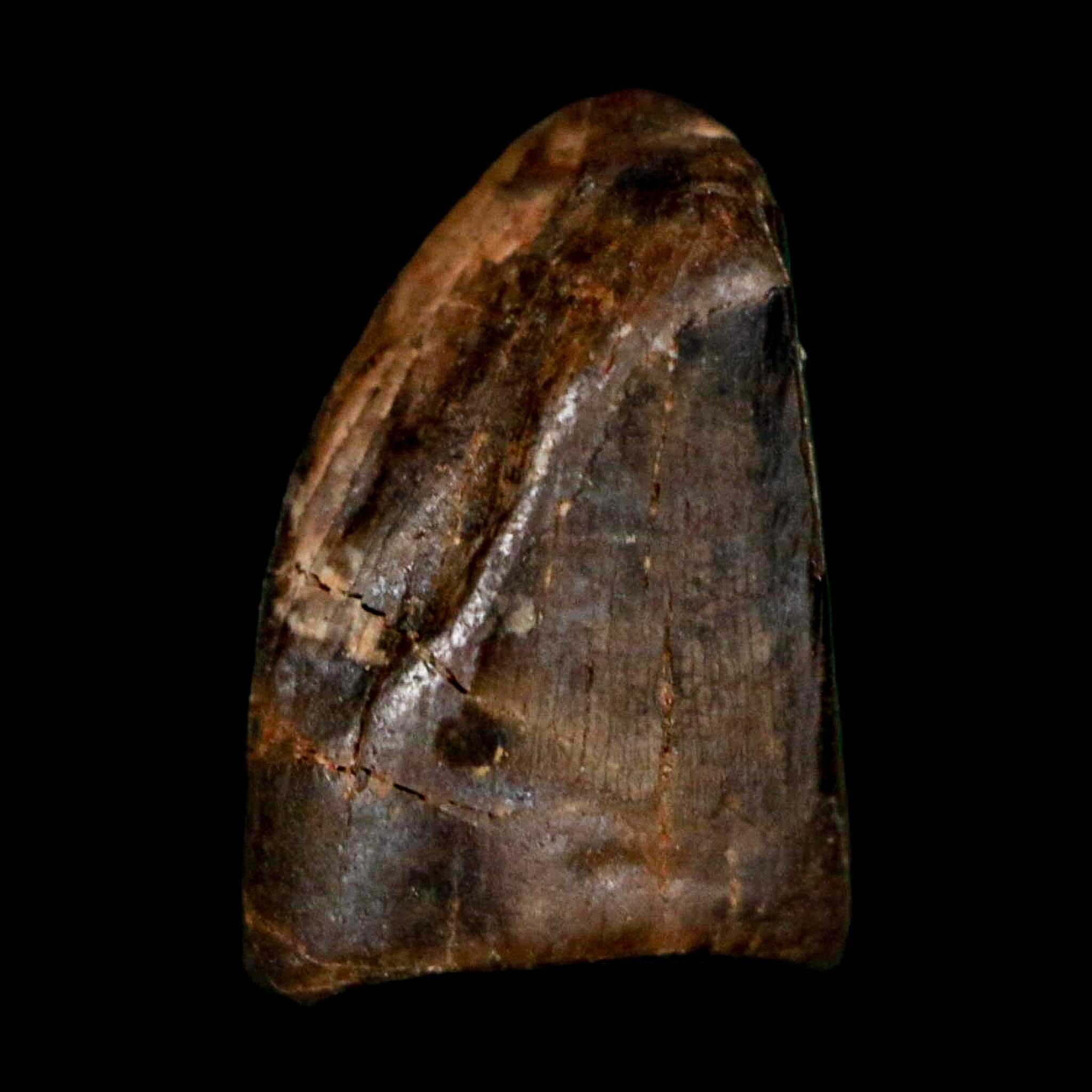 0.4" Tyrannosaur Fossil Premax Tooth Cretaceous Dinosaur Judith River FM MT COA - Fossil Age Minerals