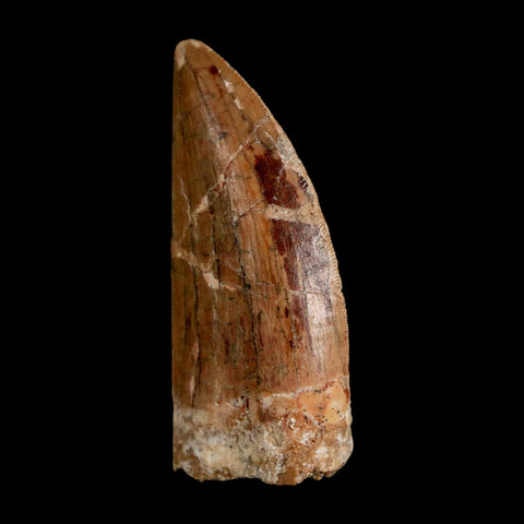 2.2" Carcharodontosaurus Serrated Fossil Tooth Cretaceous Theropod Dinosaur COA, Display - Fossil Age Minerals