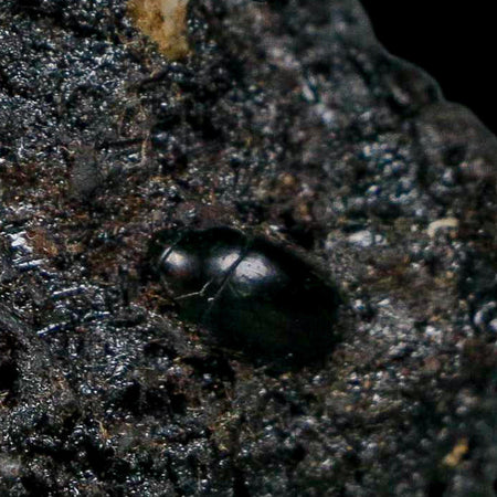 0.3" Fossil Tropisternus Sp Beetle Encapsulated In Solidified Tar Pleistocene Age