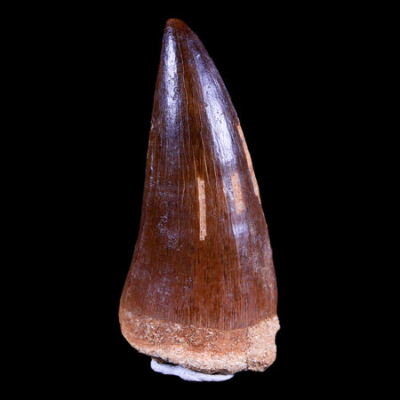1.8" Mosasaur Prognathodon Fossil Tooth Cretaceous Dinosaur Era COA & Stand
