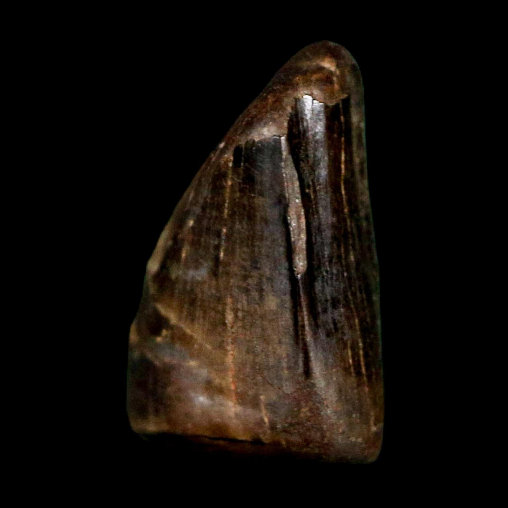 0.4" Tyrannosaur Fossil Premax Tooth Cretaceous Dinosaur Judith River FM MT COA - Fossil Age Minerals