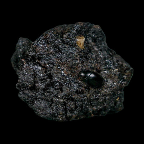 0.3" Fossil Tropisternus Sp Beetle Encapsulated In Solidified Tar Pleistocene Age - Fossil Age Minerals