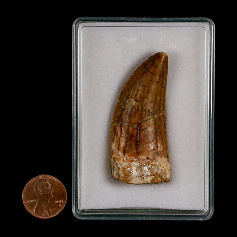 2.2" Carcharodontosaurus Serrated Fossil Tooth Cretaceous Theropod Dinosaur COA, Display - Fossil Age Minerals