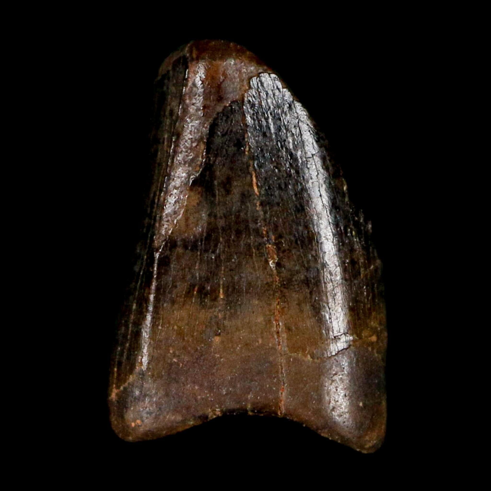 0.4" Tyrannosaur Fossil Premax Tooth Cretaceous Dinosaur Judith River FM MT COA - Fossil Age Minerals