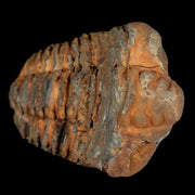 2.6" Flexicalymene Trilobite Fossil Ordovician Age Tazzarine Region Morocco COA
